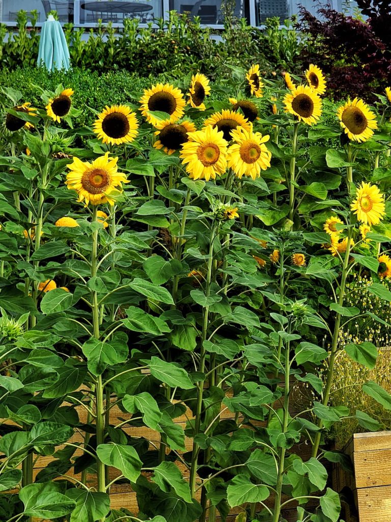 a garden field of bright yellow sunflowers