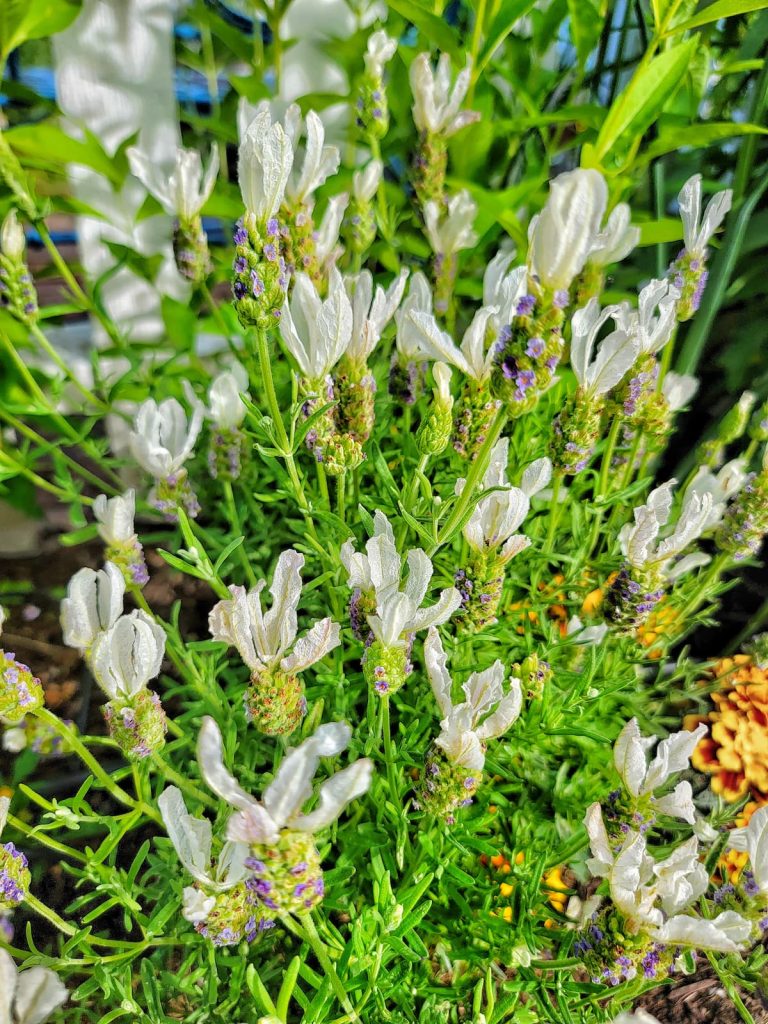 white lavender