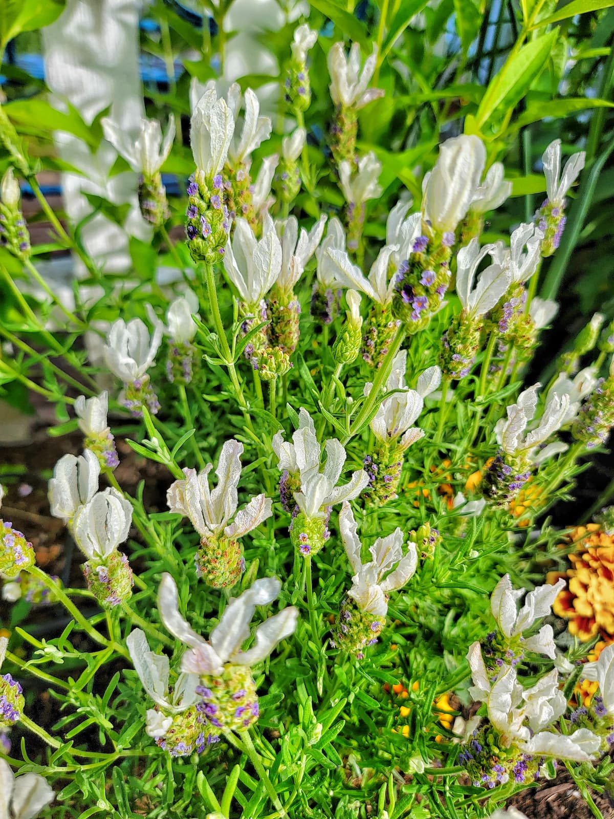 5 Spanish Lavender Organic Herb Perennial Live Plant Cuttings Clippings for  Propagation Lavandula Stoechas 