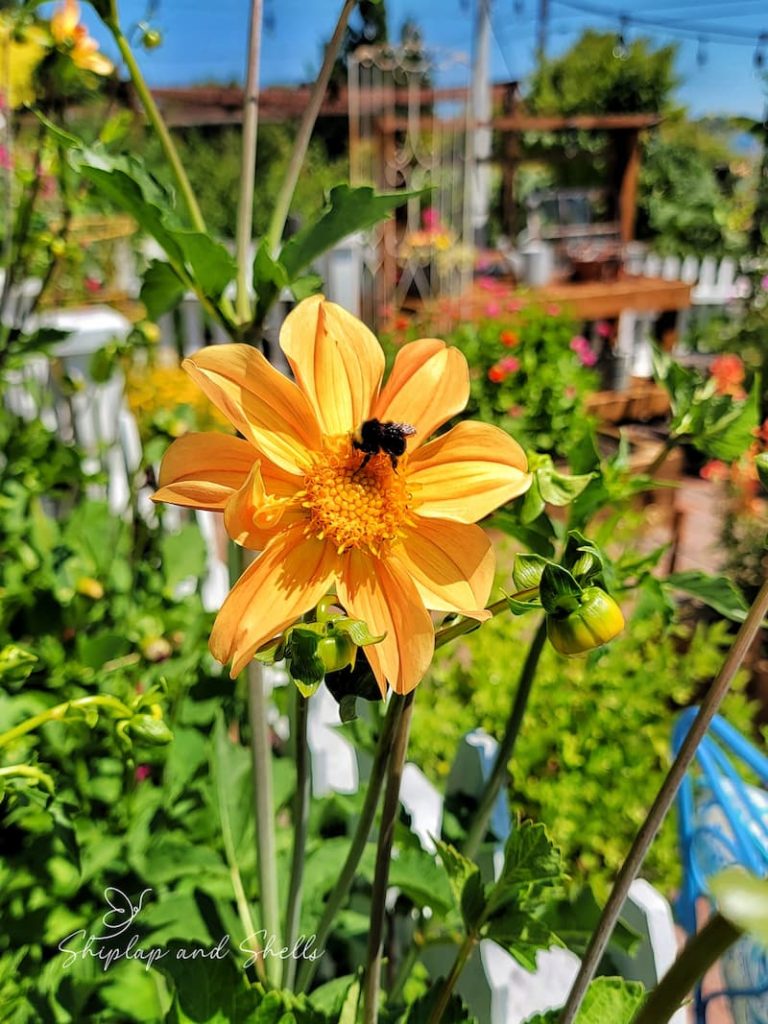 yellow dahlia with bee pollinating