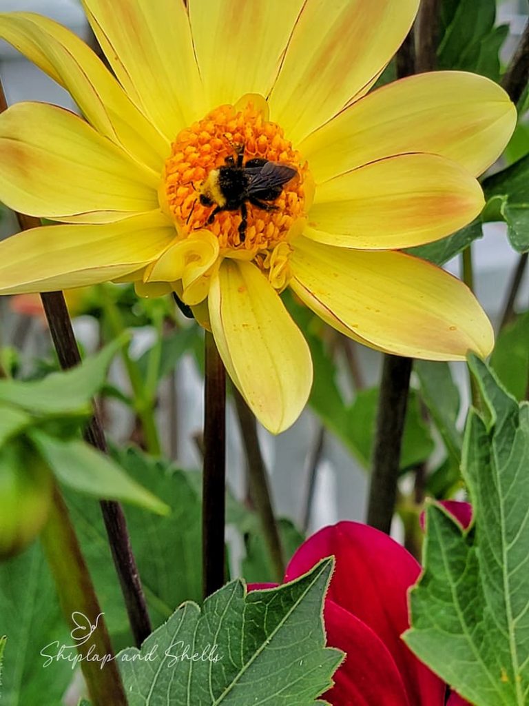 attract pollinators to the garden: yellow dahlia with bees