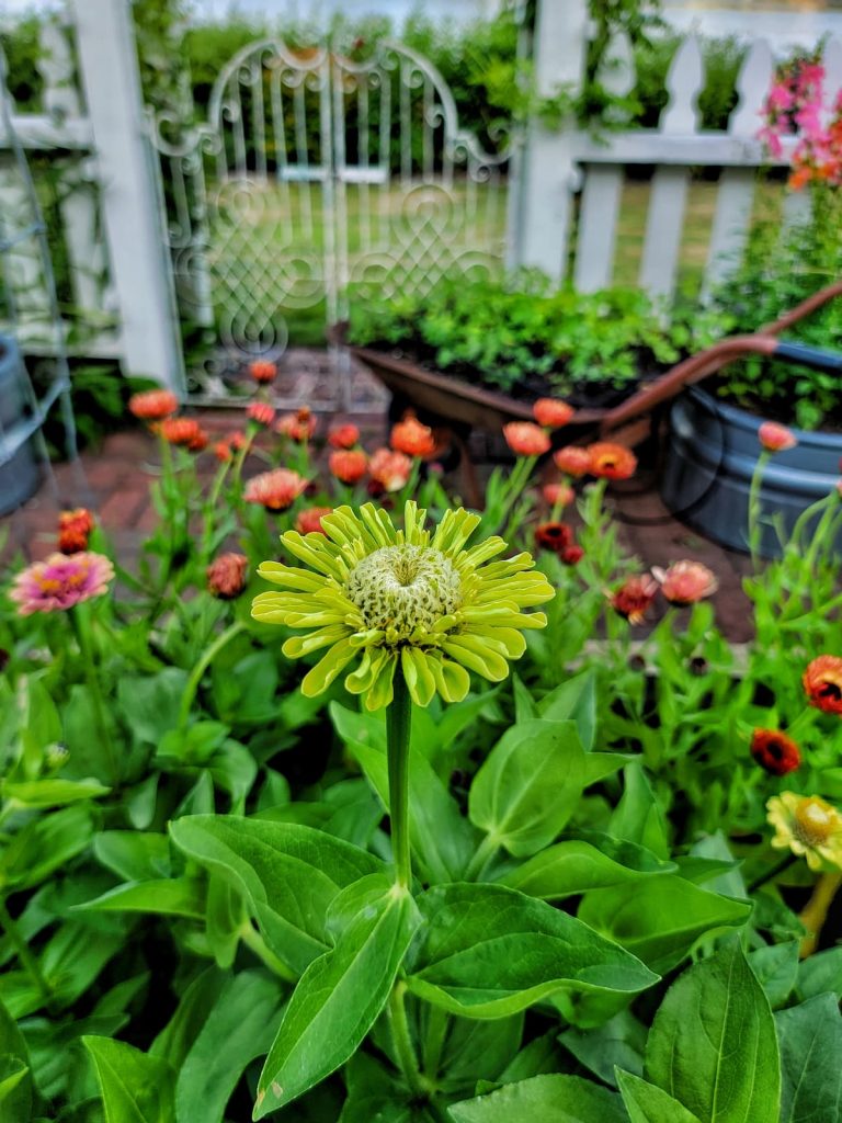 Planning Your Garden from Last Year: lime zinnia with strawflowers behind