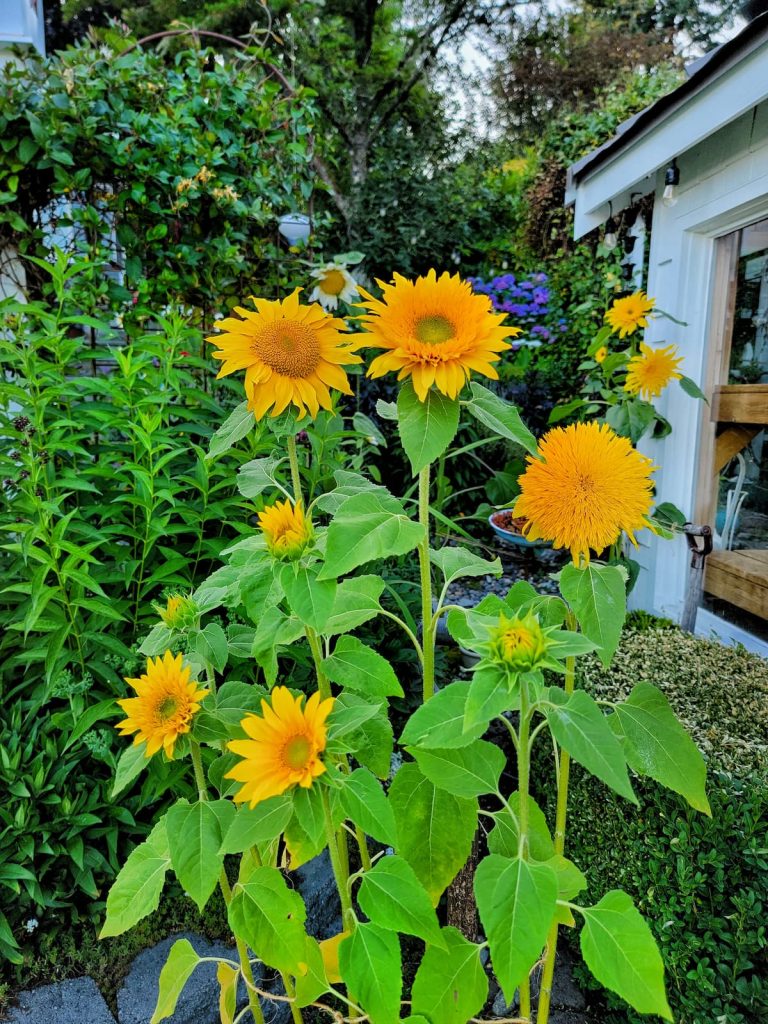 Frilly sunflowers in the early summer garden
