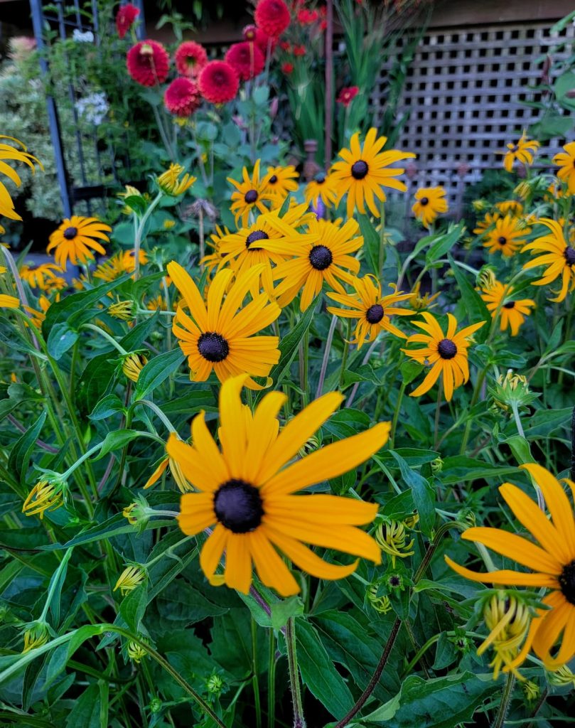flower companion planting: yellow black-eyed Susans in the garden
