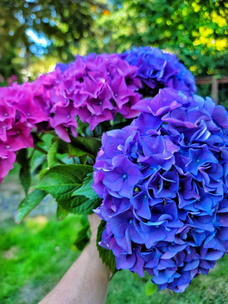 purple shades of hydrangeas