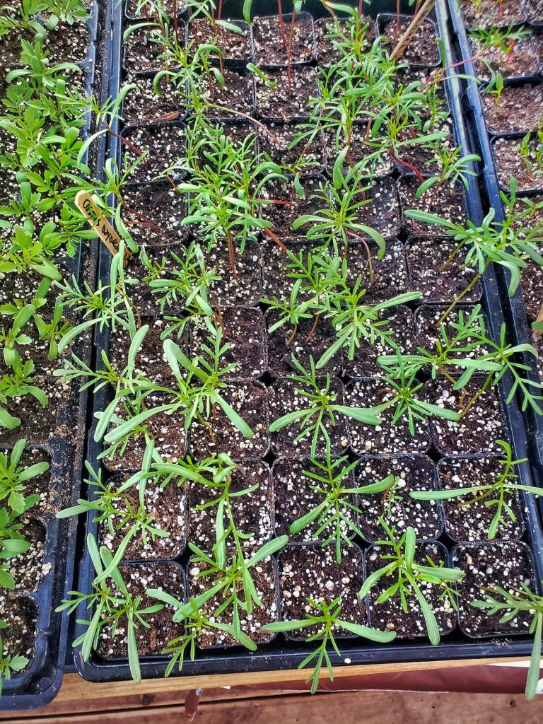 cosmos seedlings growing in a 72 cell tray