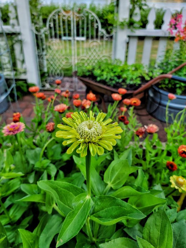 cropped-Benarys-giant-zinnias-early-July-4-SQ-1200.jpg