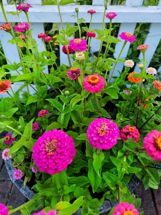 cropped-lilliput-zinnias-early-July-1-SQ-1200.jpg