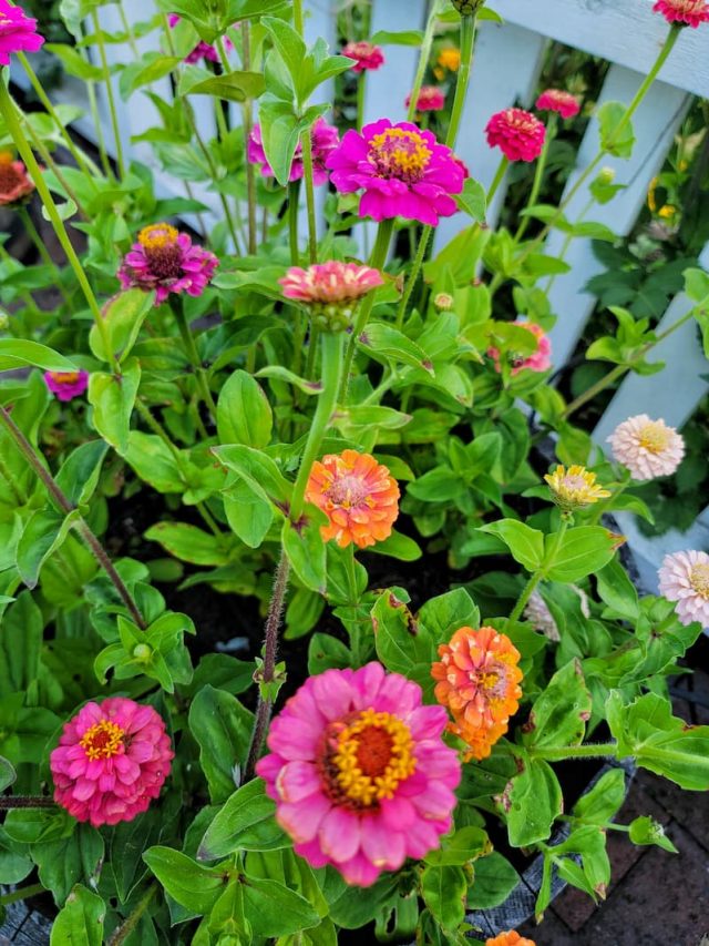 cropped-lilliput-zinnias-early-July-2-SQ.jpg