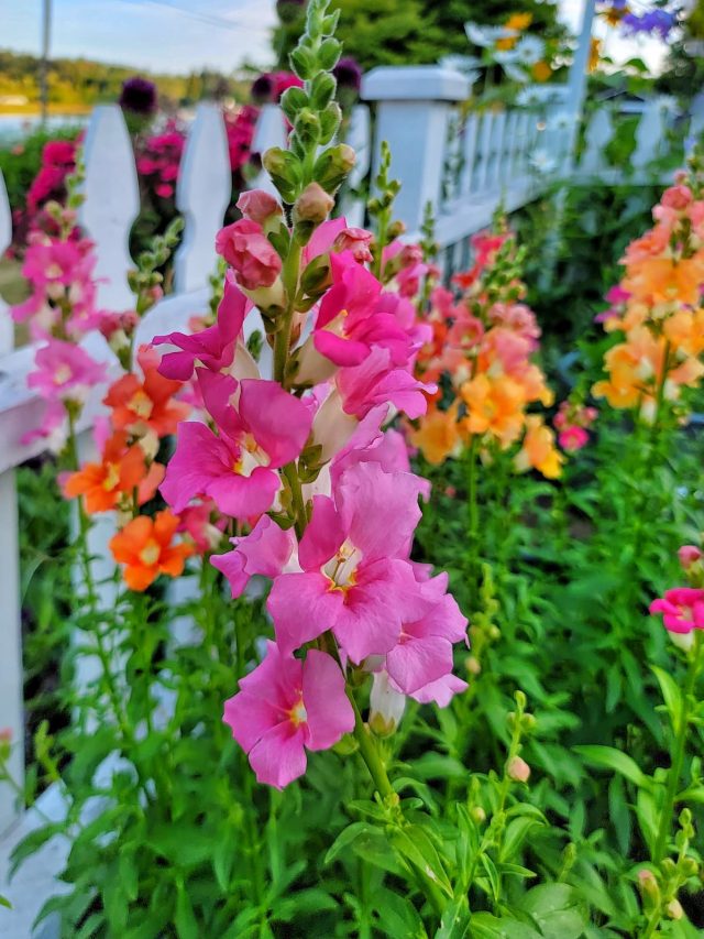 cropped-snapdragons-early-July-1-SQ-1200.jpg