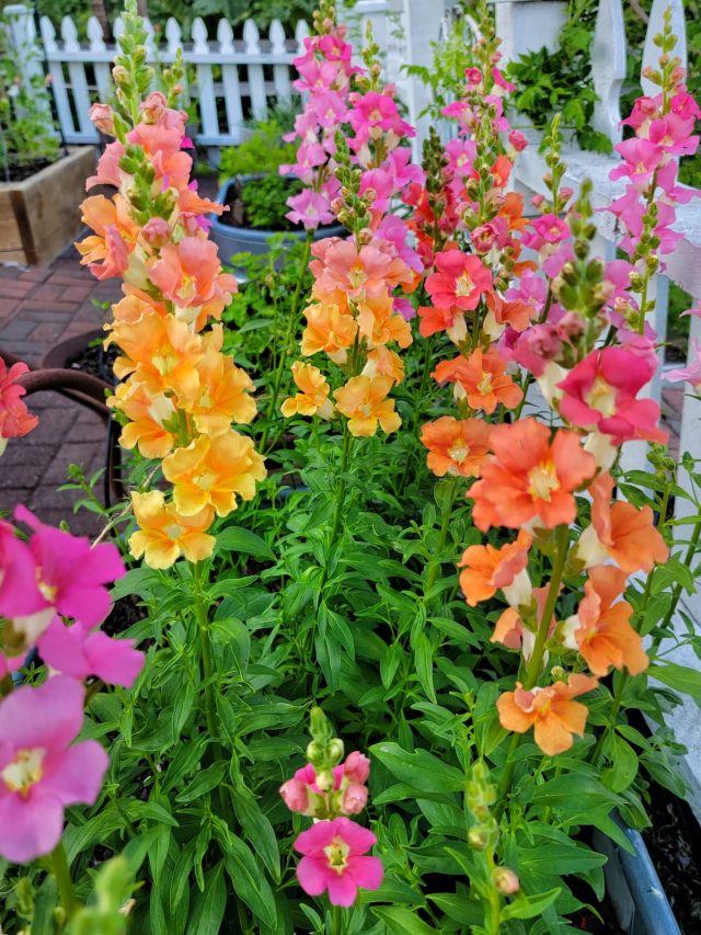 cropped-snapdragons-early-July-5-SQ-1200.jpg