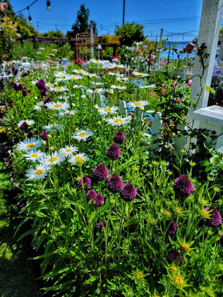 early summer garden with daisies and allium