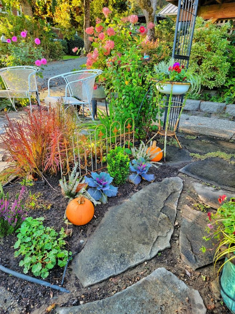 ornamental cabbages and pumpkins in the garden