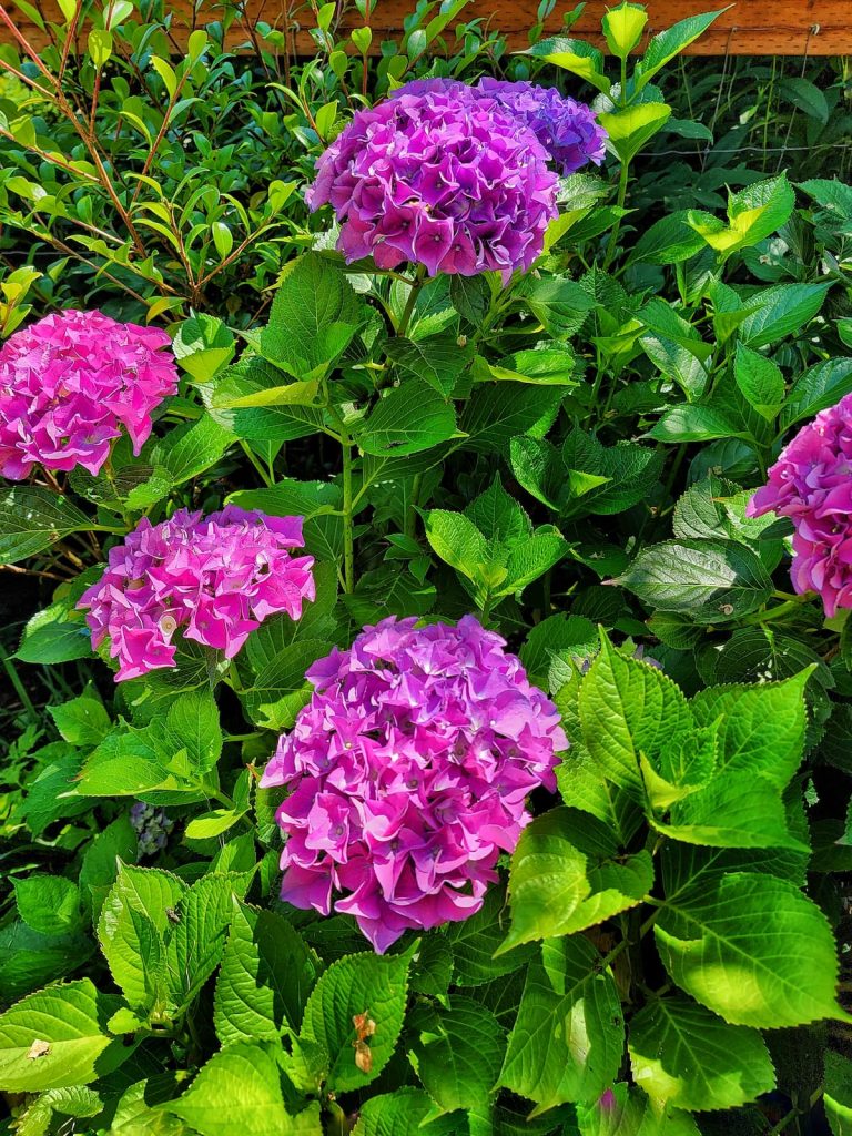 grow and care for hydrangeas