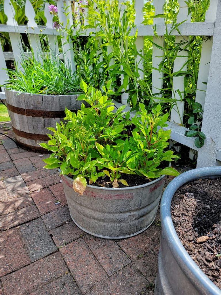 galvanized bucket with seedlings