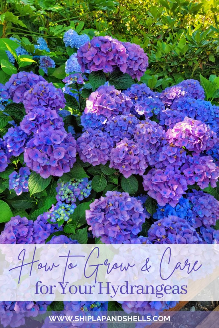 Ultimate Guide to Grow and Care for Hydrangeas for Beginners - Shiplap ...