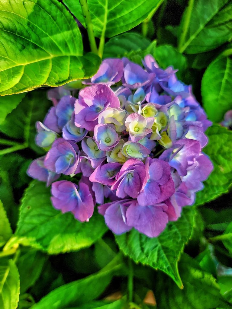 purple toned hydrangeas