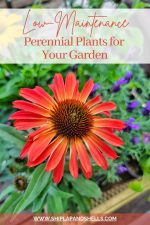 25 Best Perennials Plants For A Low Maintenance Flower Garden - Shiplap ...