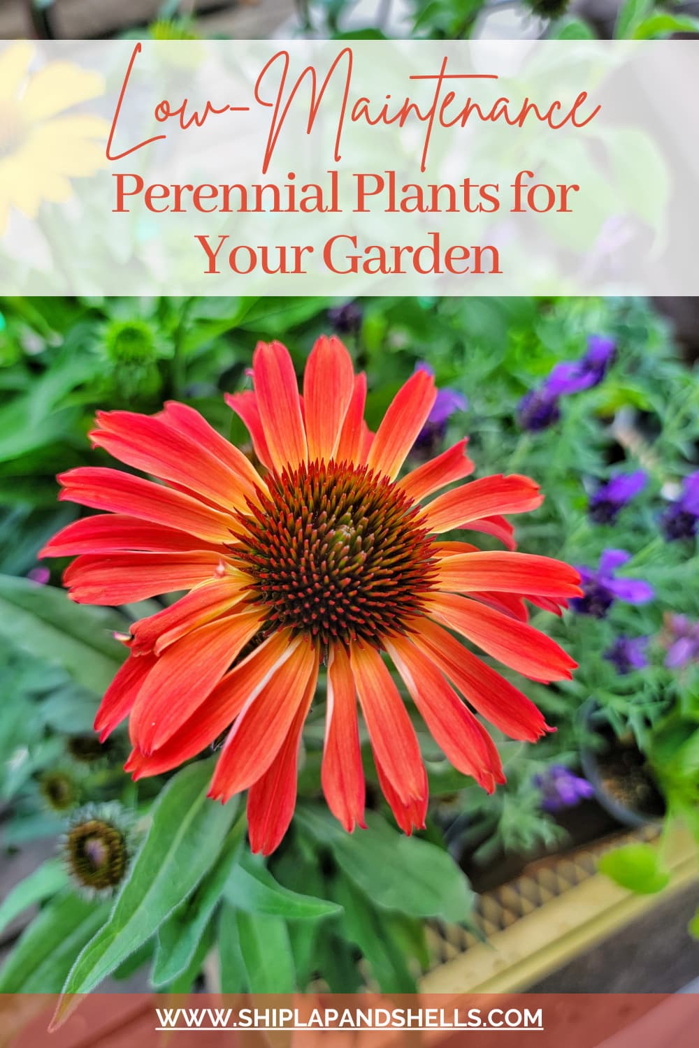 25 Best Perennials Plants For a Low Maintenance Flower Garden Shiplap