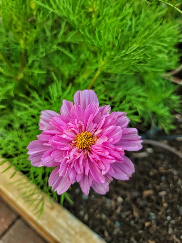 pink double click cosmos