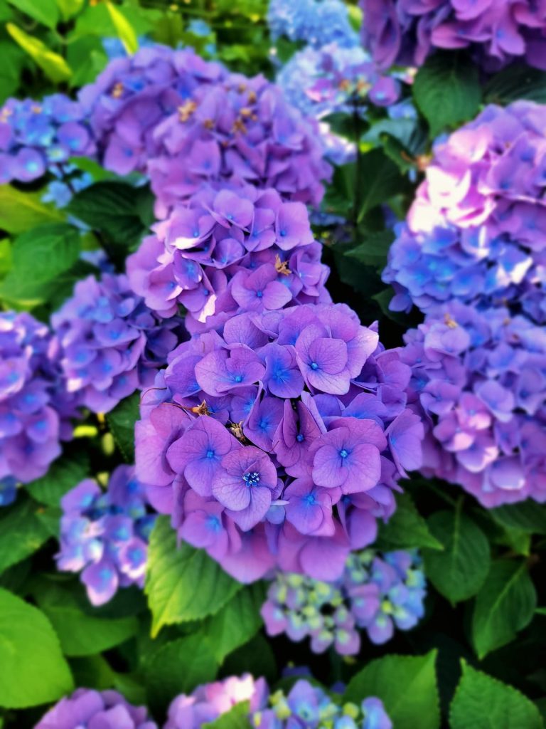 grow and care for hydrangeas: shades of blue and purple