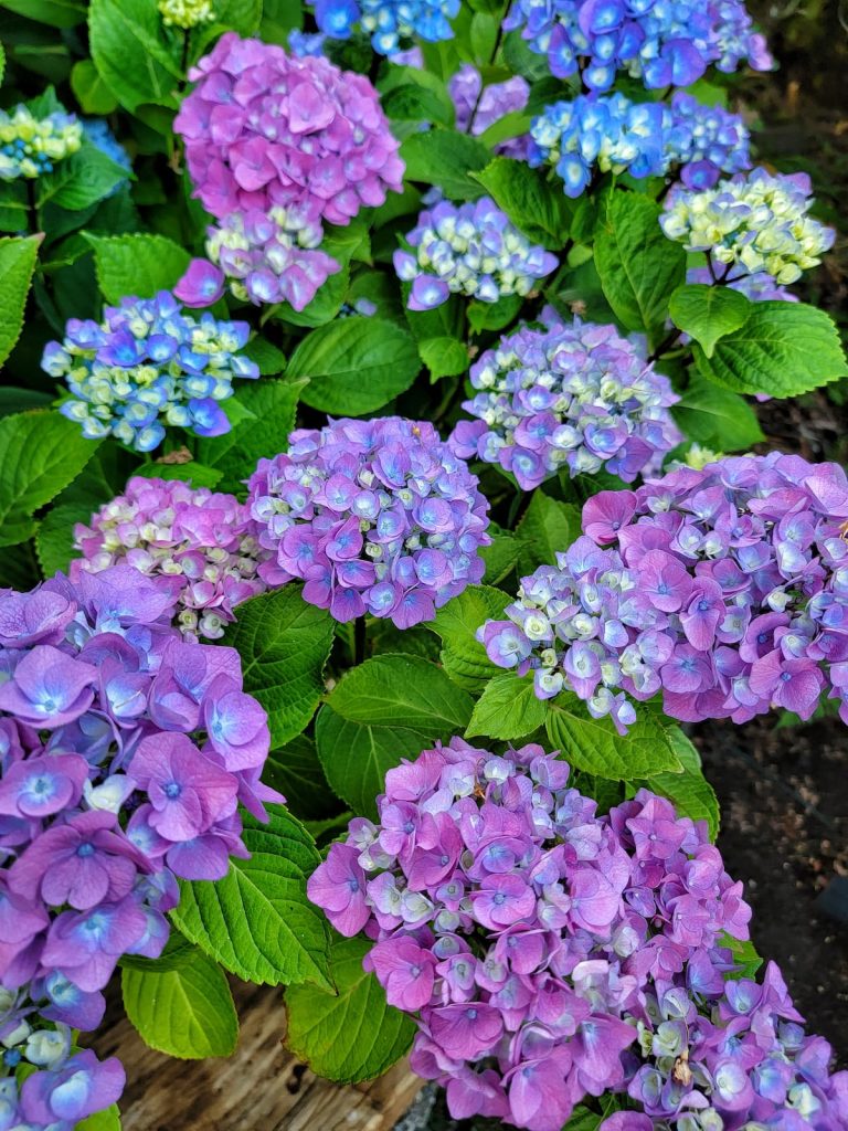 purple and blue toned hydrangeas