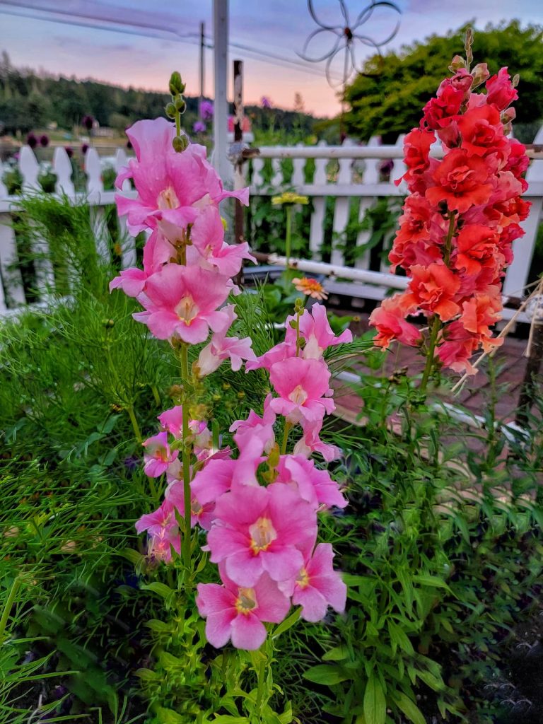 grow snapdragons from seed: red and pink snapdragons growing in the cutting garden