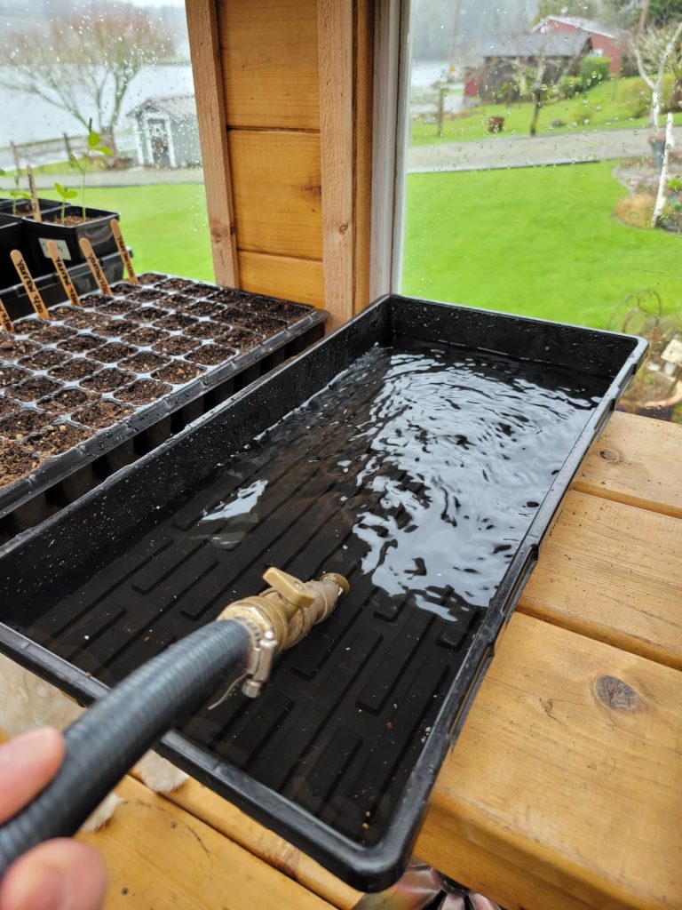 grow snapdragons from seed: filling drainage tray with water