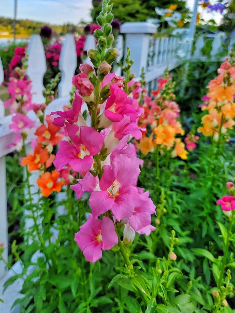 Chantilly mix snapdragons in the early summer garden
