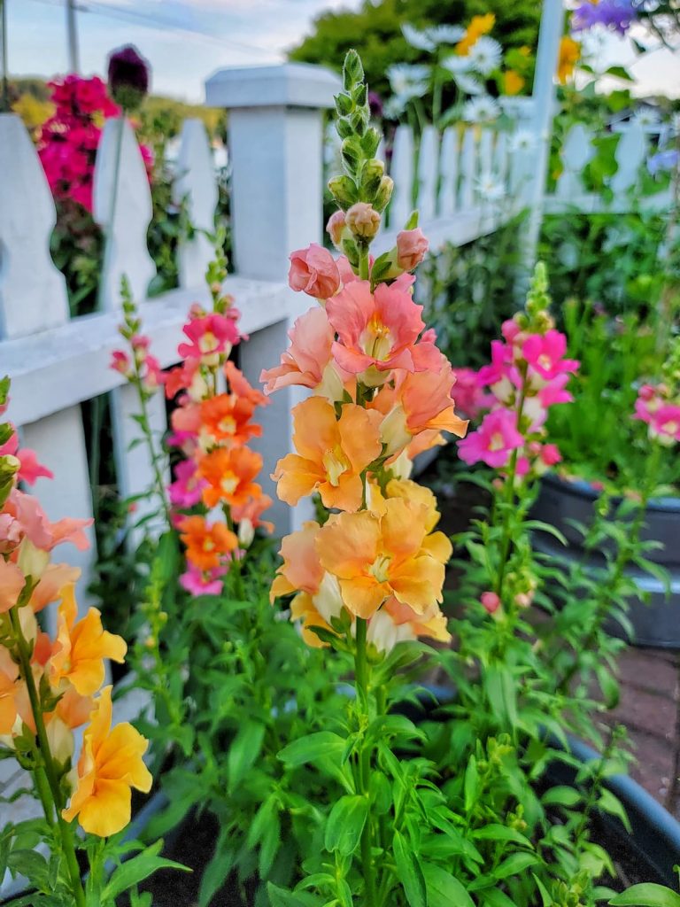 Chantilly mix snapdragons 
