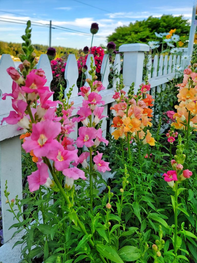 grow snapdragons from seed: pink and orange snapdragons growing along the white picket fence garden