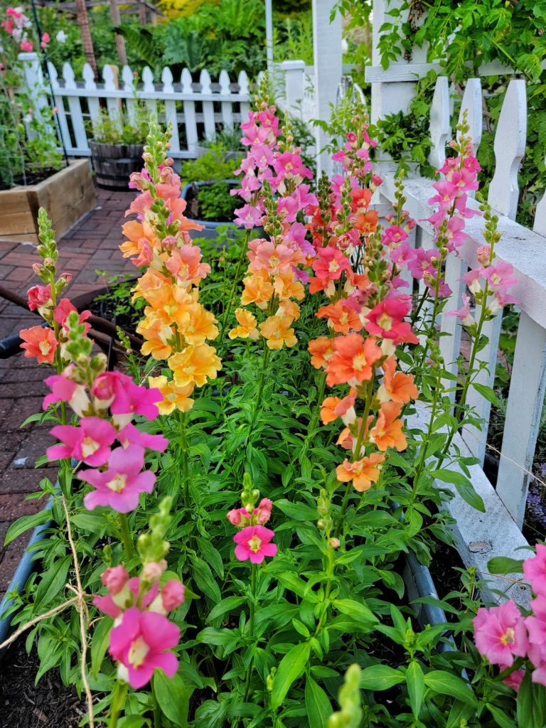 bright colored pink and orange Chantilly Mix snapdragons in the cut flower garden