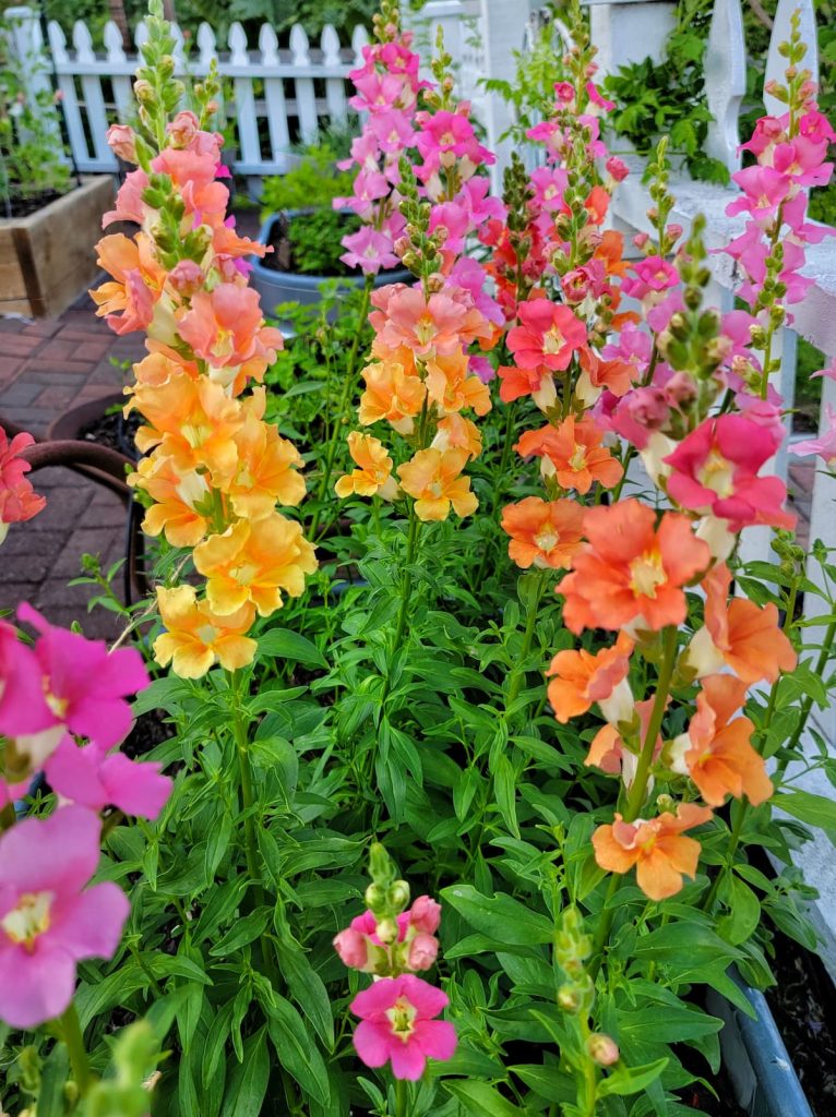 grow snapdragons from seed: Chantilly mix snapdragons