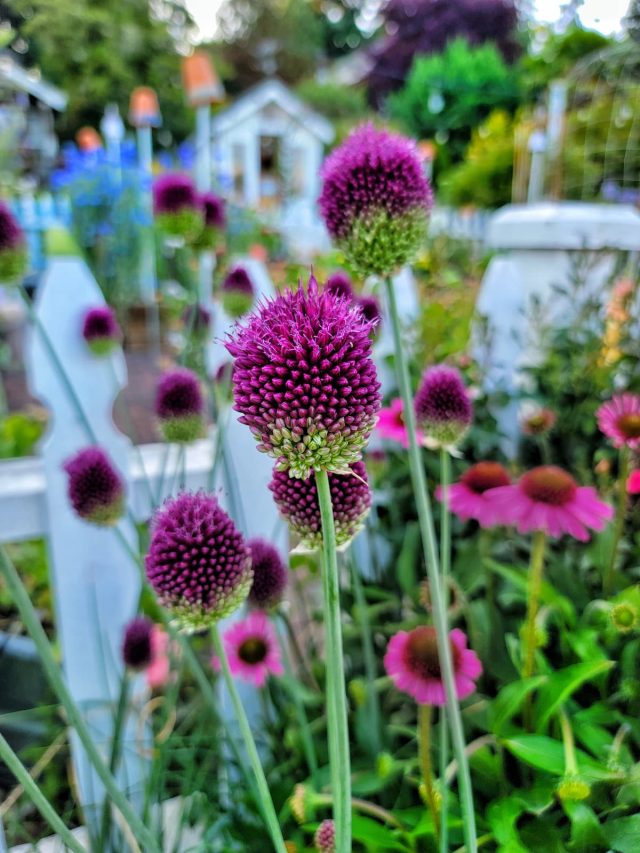 45 Flowers That Attract Bees and Pollinators to Your Garden - Shiplap ...