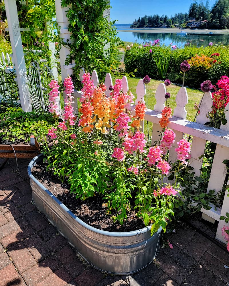 Chantilly mix snapdragons in the early summer garden container