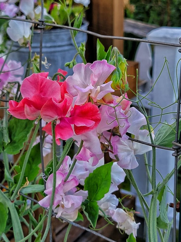 sweet peas growing on the trellis in the early summer garden