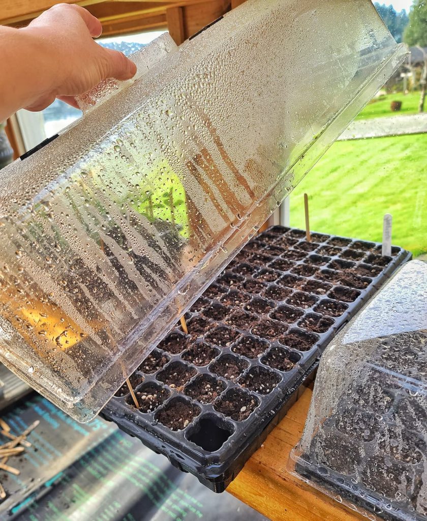 grow snapdragons from seed: lifting the humidity some cover off of seed tray