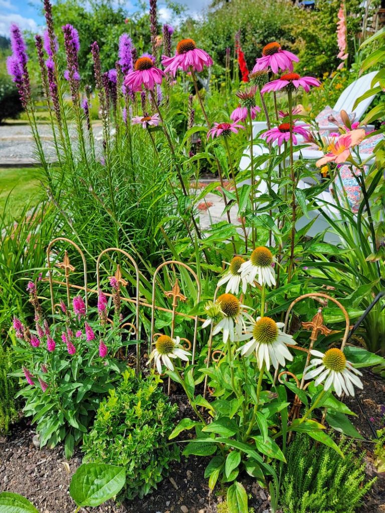 early summer cottage garden with veronica, coneflower and lilies.