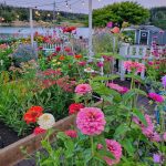 bright colored zinnias and other cut flowers in garden beds