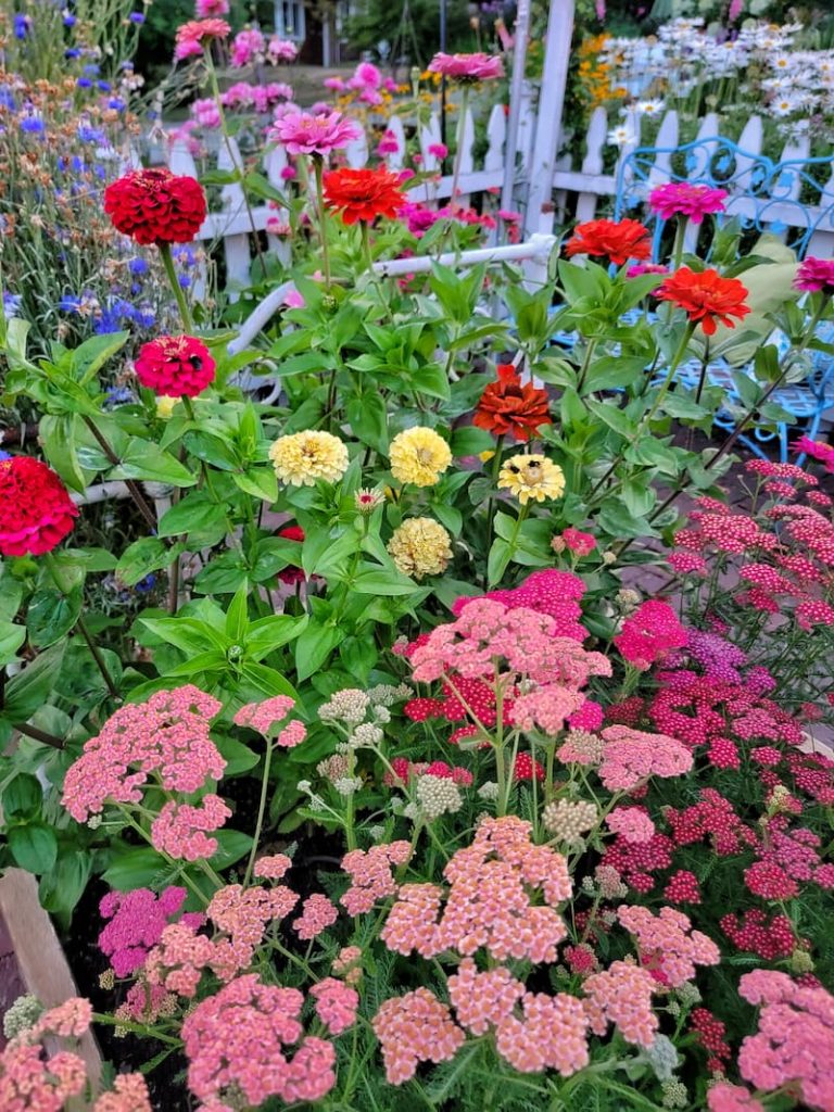 yarrow and zinnias growing in the late summer garden