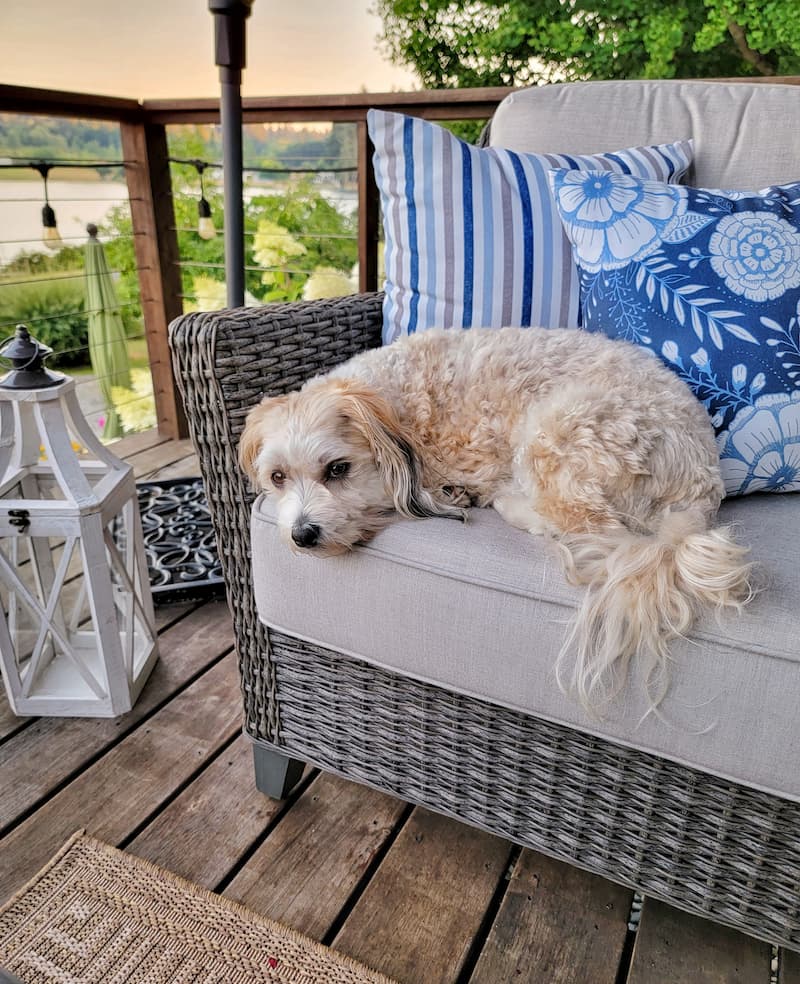 Ollie dog on the deck