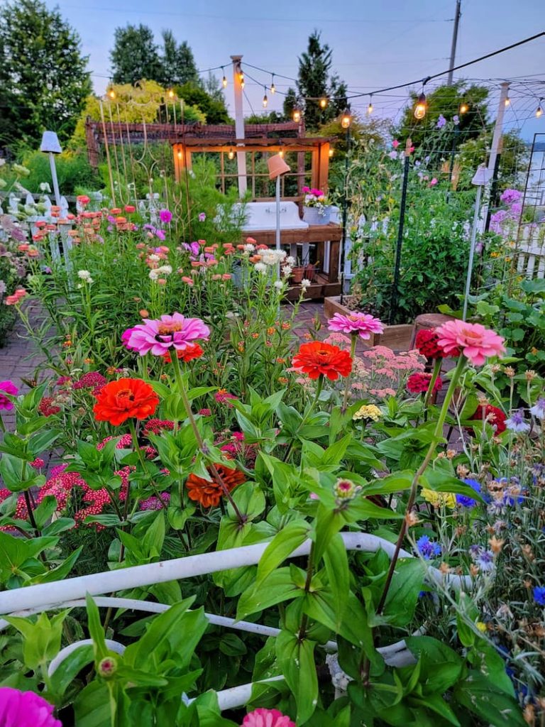 late summer cut flower garden with bright zinnias