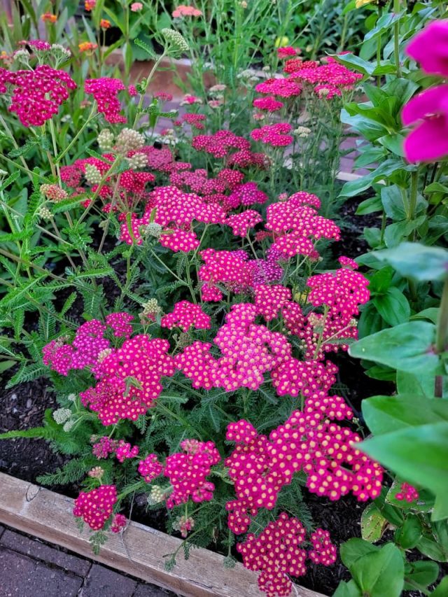 45 Flowers That Attract Bees and Pollinators to Your Garden - Shiplap ...