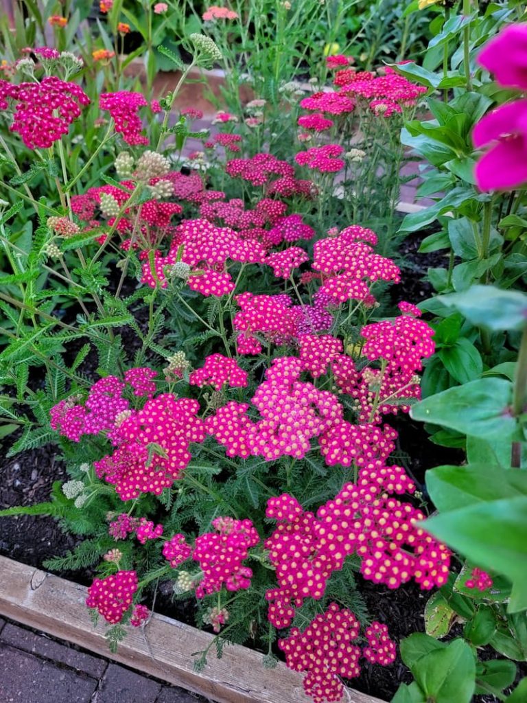 berry colored yarrow flowers