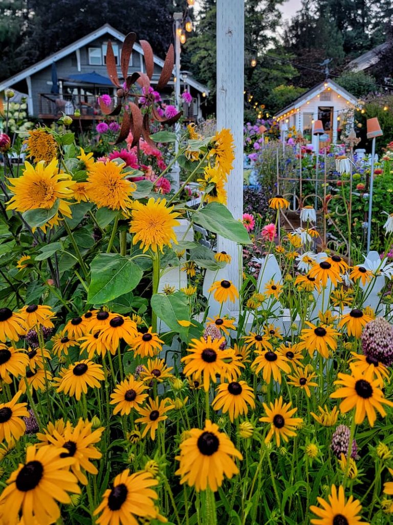 late summer cottage garden:  yellow sunflowers and black-eyed Susans