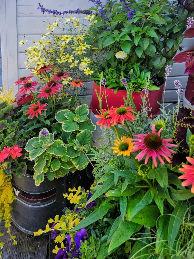 cropped-fall-containers-at-Boat-House-19-2-SQ.jpg