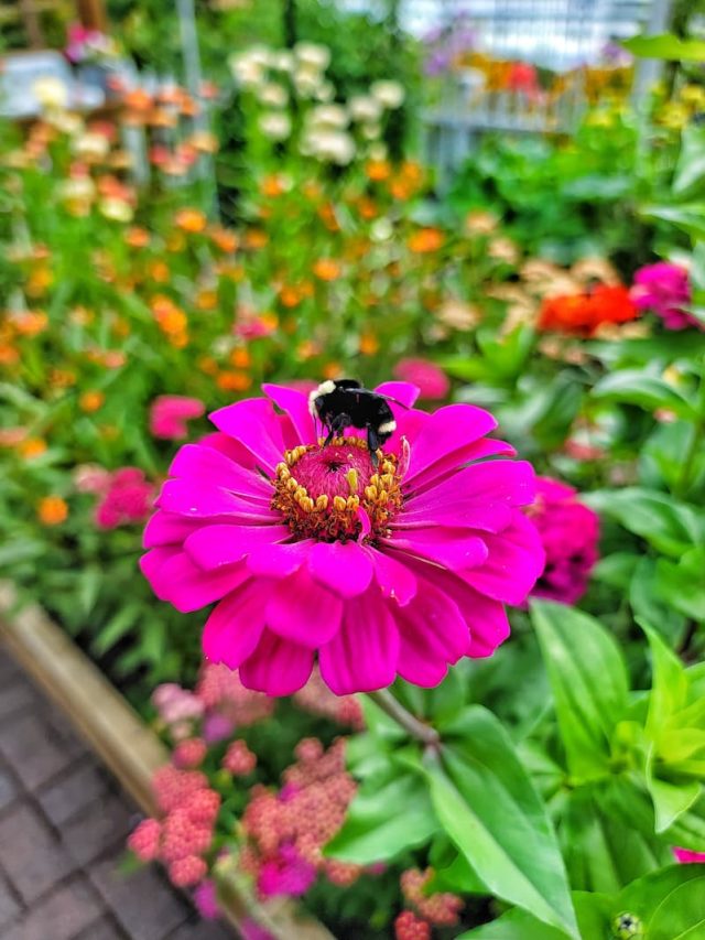 cropped-pink-zinnia-and-bee-pollinating-SQ.jpg