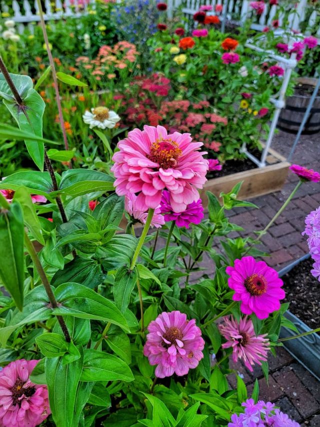 shades of pink zinnias growing in the cut flower garden