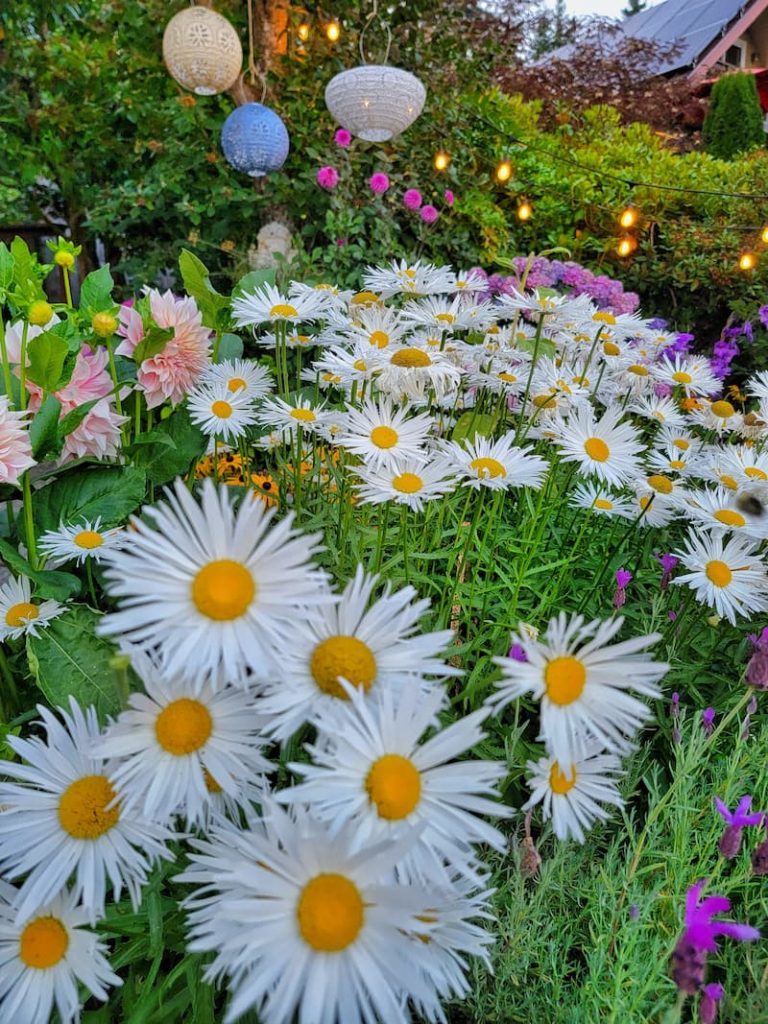 Easy Cut Flowers to Grow Indoors from Seeds: Shasta daisies growing in a cottage style garden