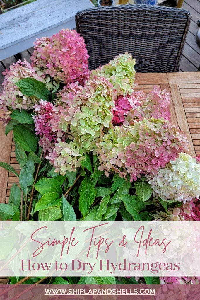 The Easy Way to Dry or Preserve Limelight Hydrangea Blossoms – Between Naps  on the Porch